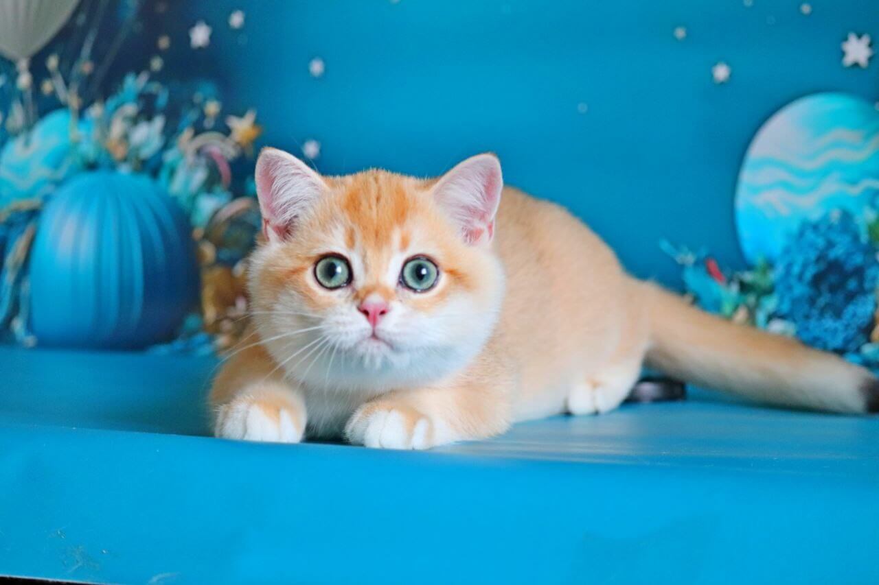 Quincy British Shorthair  Male (Available) $2900