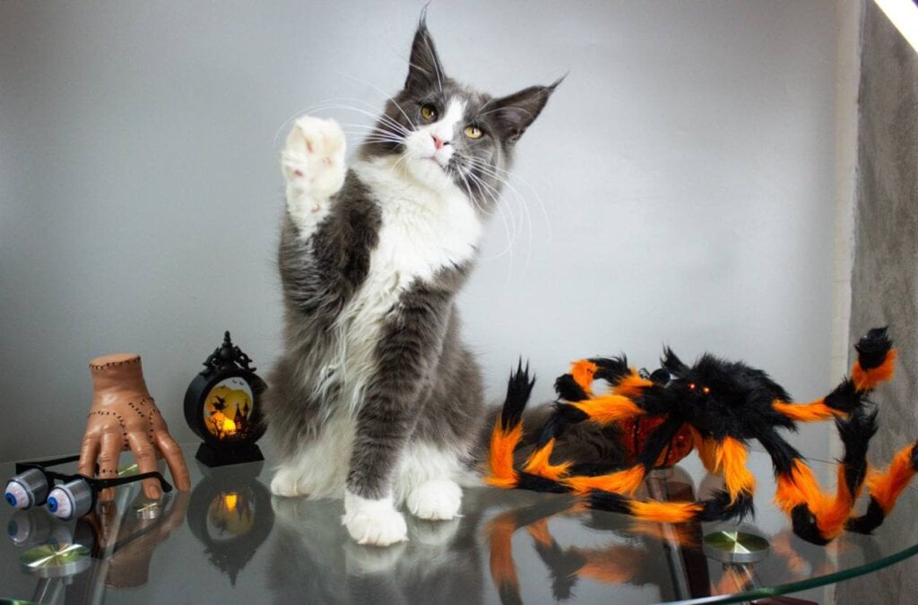 Klaus Maine Coon  Male (Available) 00 - photo 1