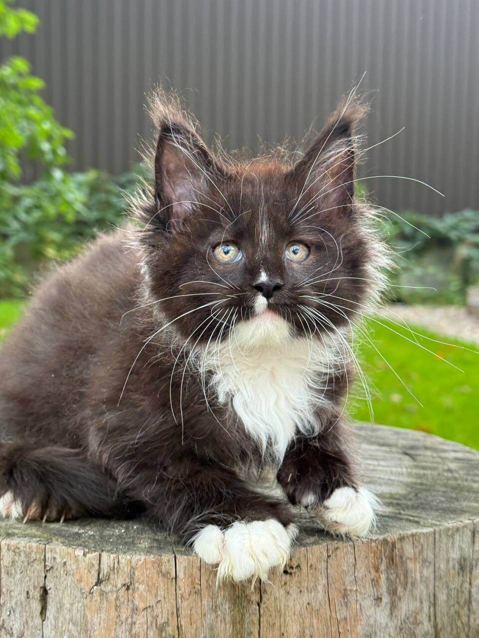 Foster Maine Coon POLY  Male (Available) $3450