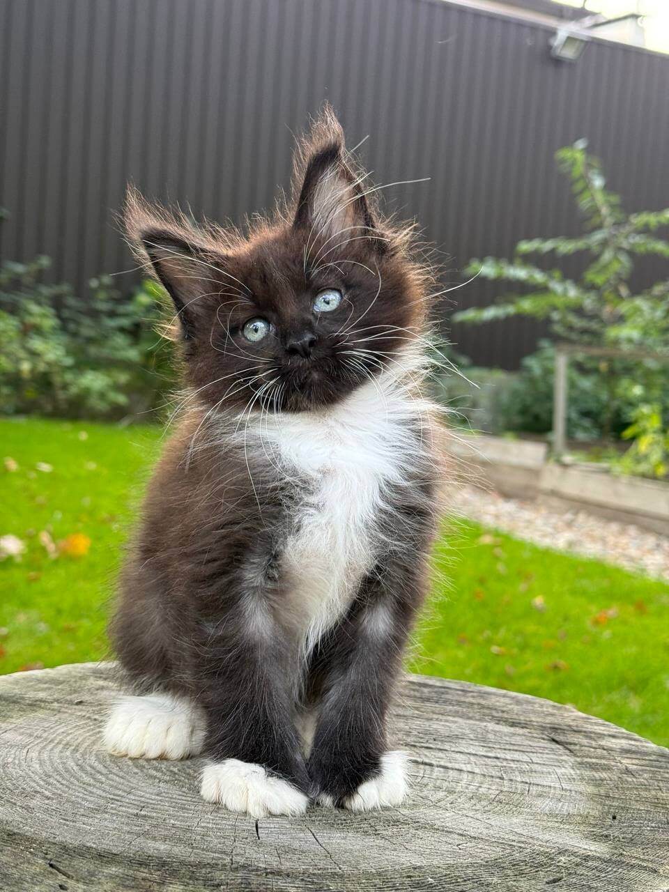 Fanta Maine Coon POLY Female (Available) $3050