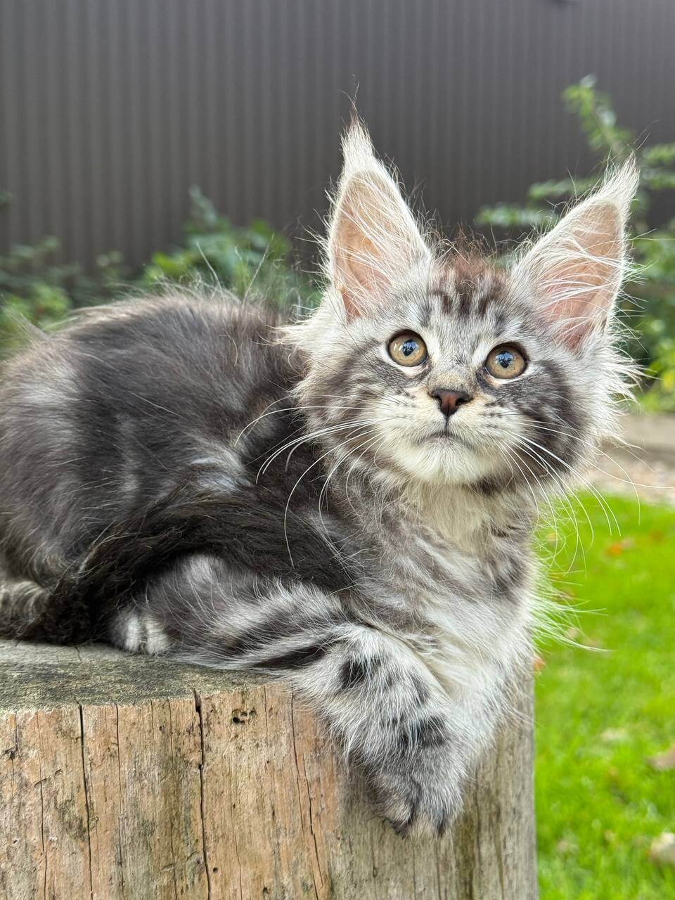 Fortuna Maine Coon Female (Available) $2700