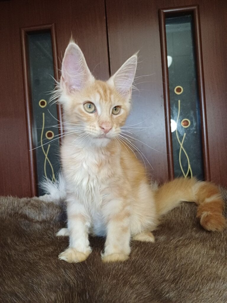 Garfild Maine Coon  Male (Available) 50 - photo 1