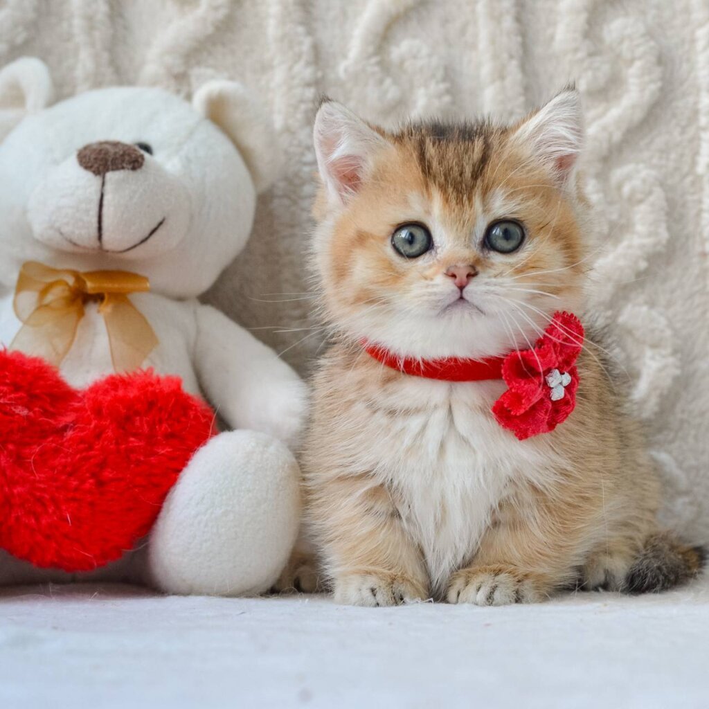 Lilly Munchkin  Female (Available) $3900
