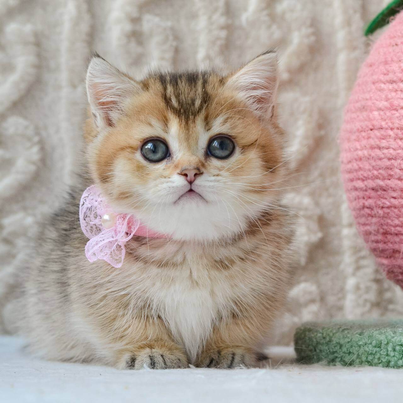 Lola Munchkin Female (Available) $3900
