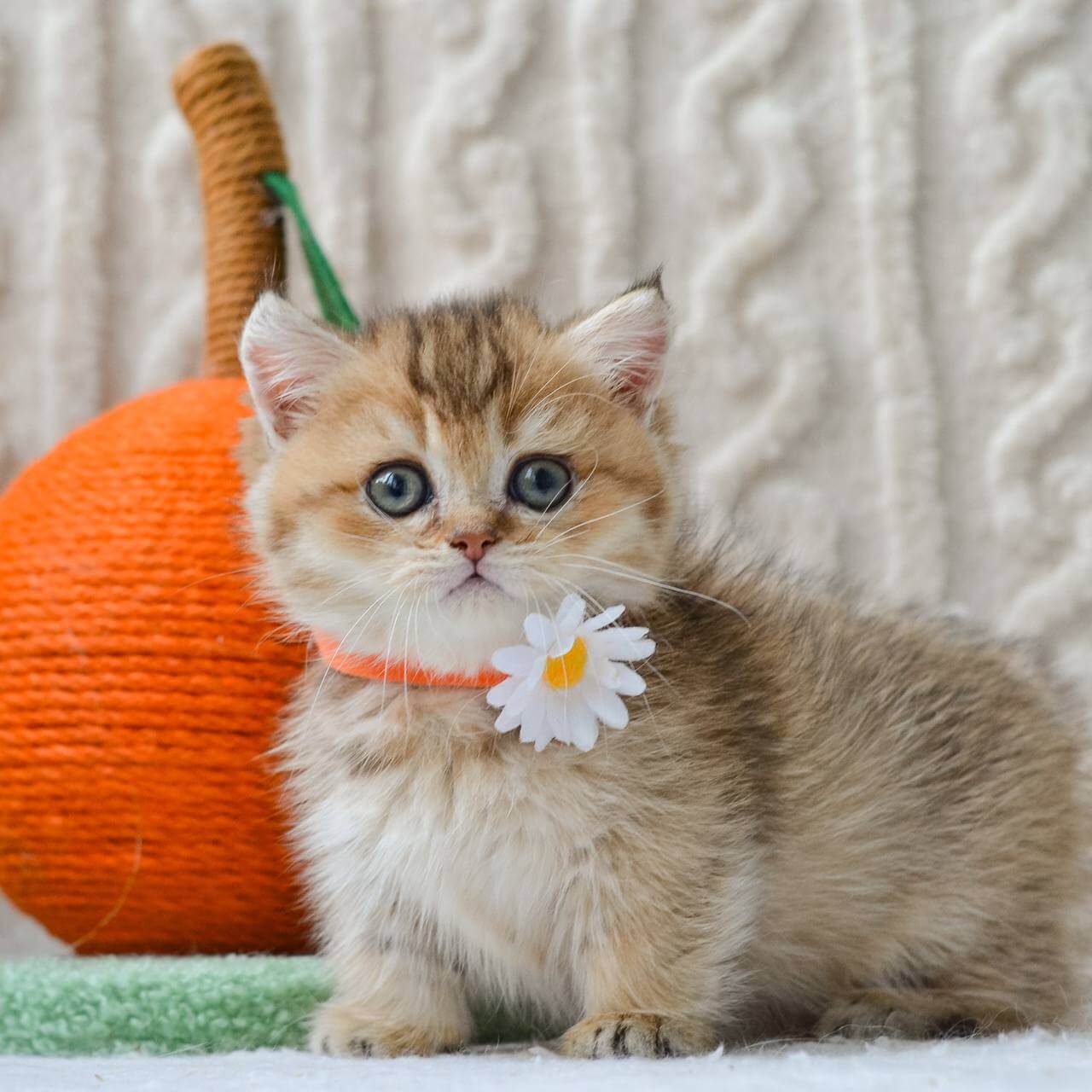 Liana Munchkin  Female (Available) $3900