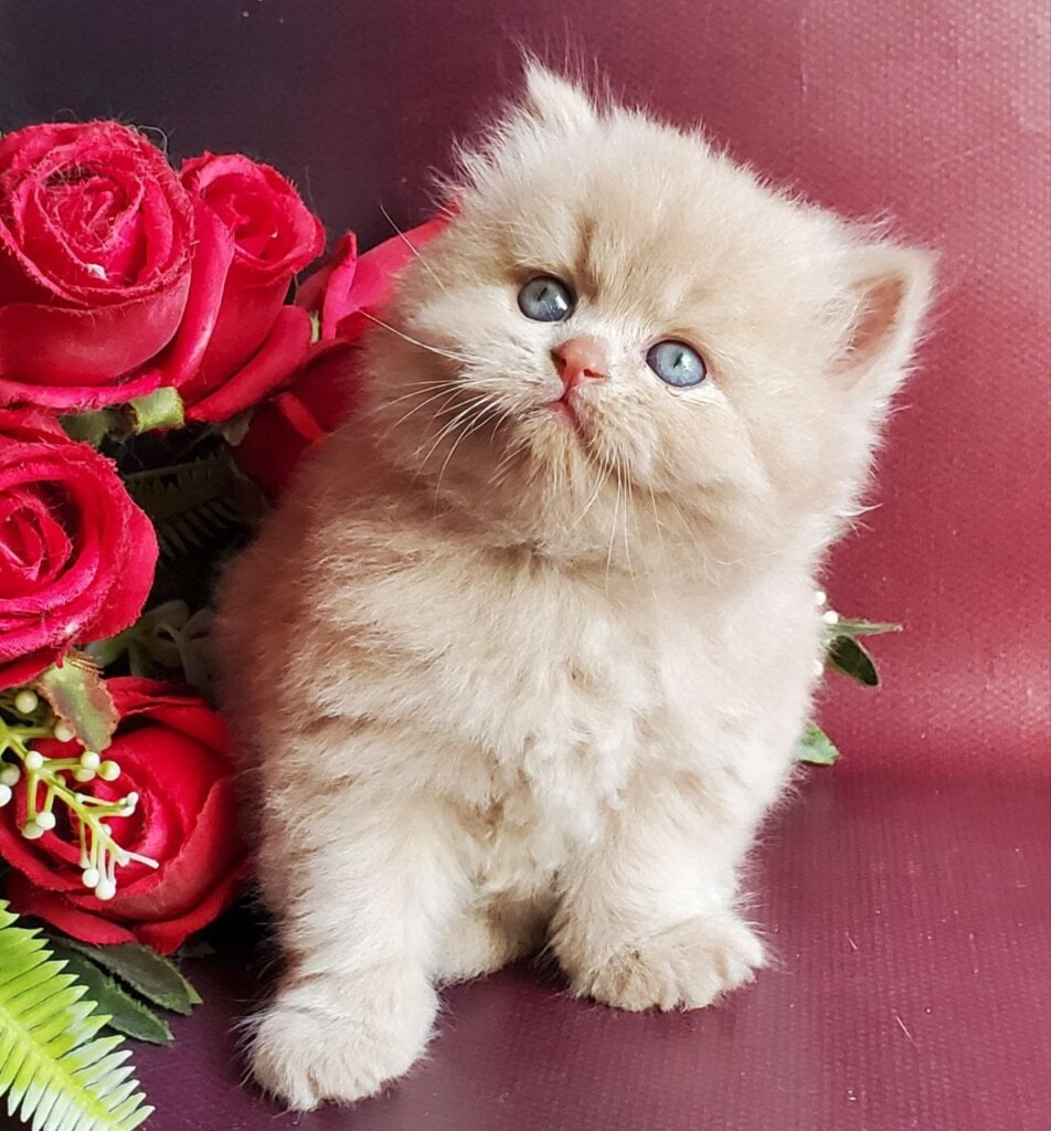 Keks British Longhair  Male (Available) $3200