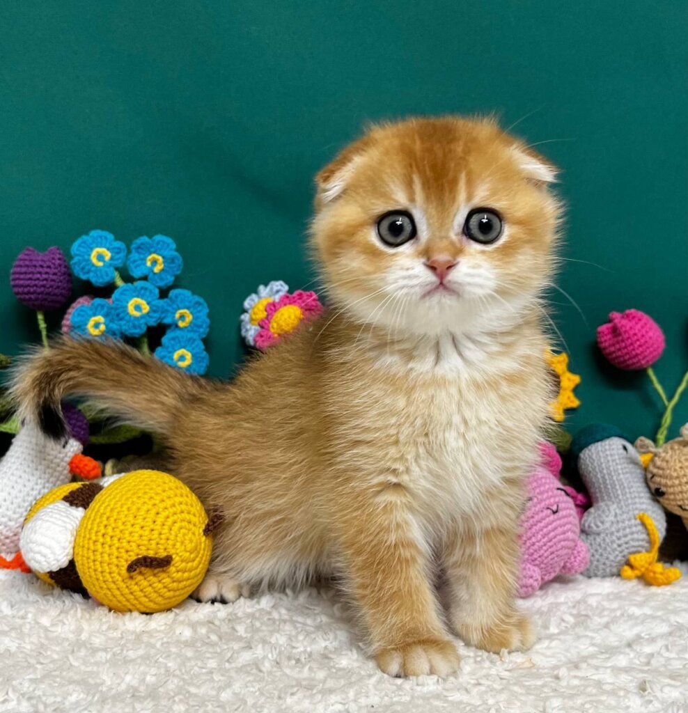 Ares Scottish Fold Male (Available) $2700
