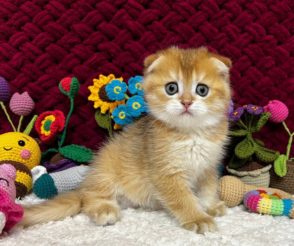 Baron Scottish Fold Male (Available) $2550