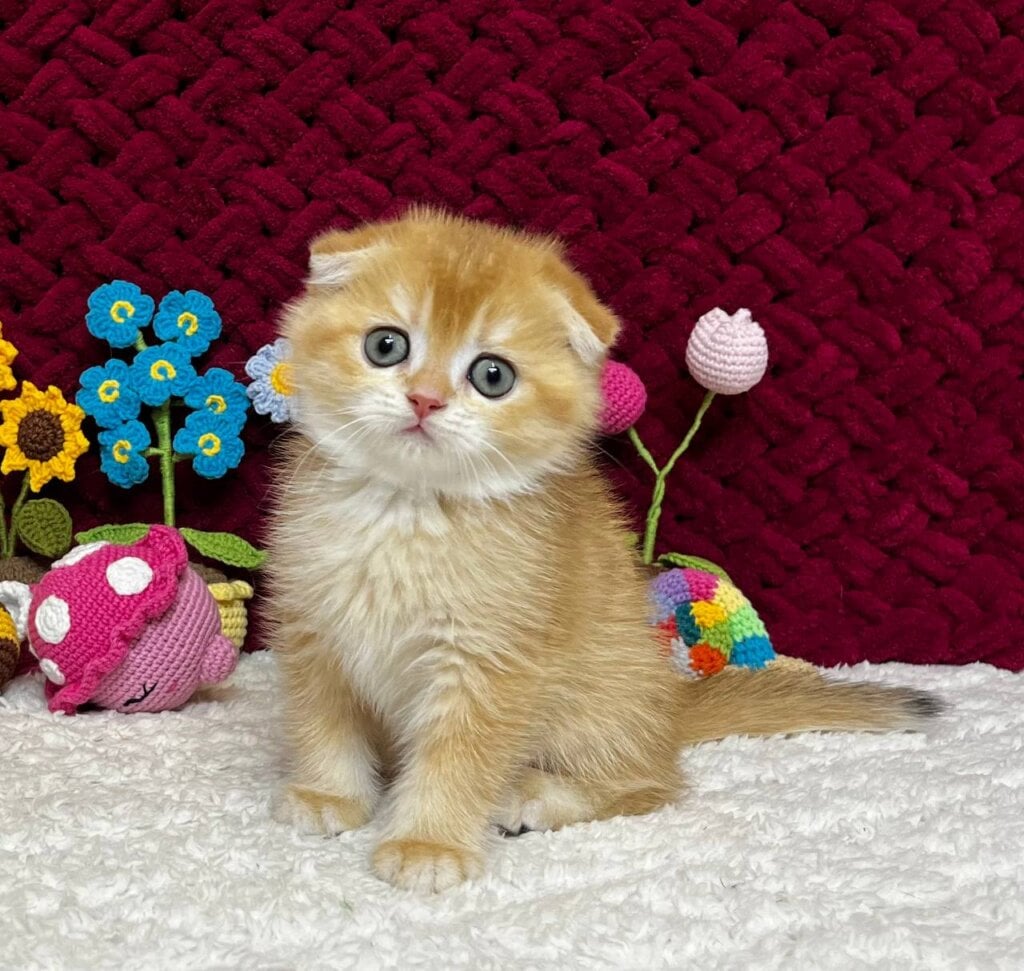 Buddy Scottish Fold Male (Available) $2550