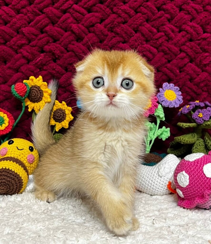 Buffy Scottish Fold Female (Available) $2650