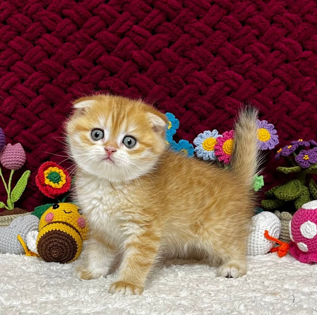 Barney Scottish Fold  Male (Available) $2500