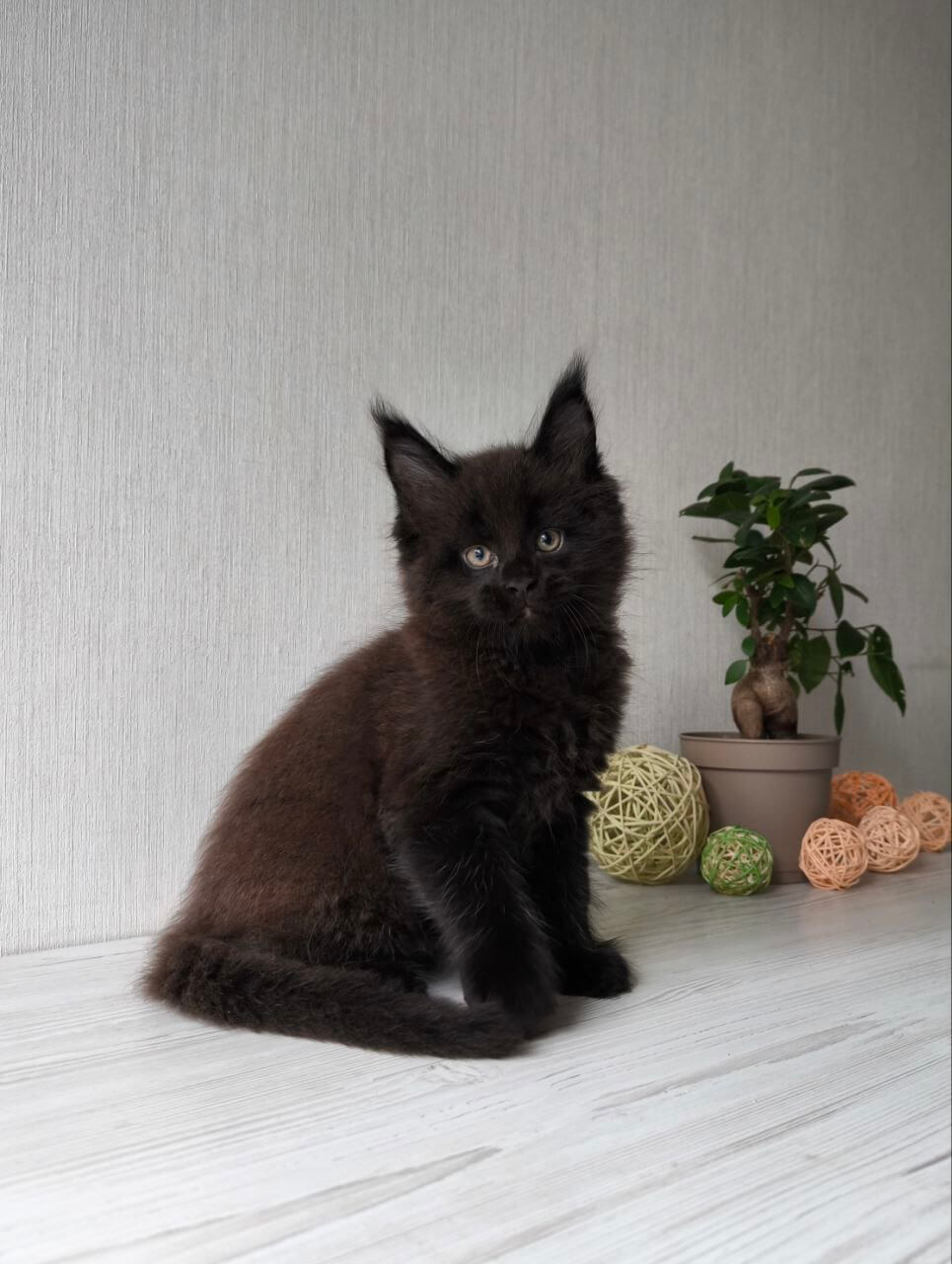 Graf Maine Coon  Male (Available) $3300