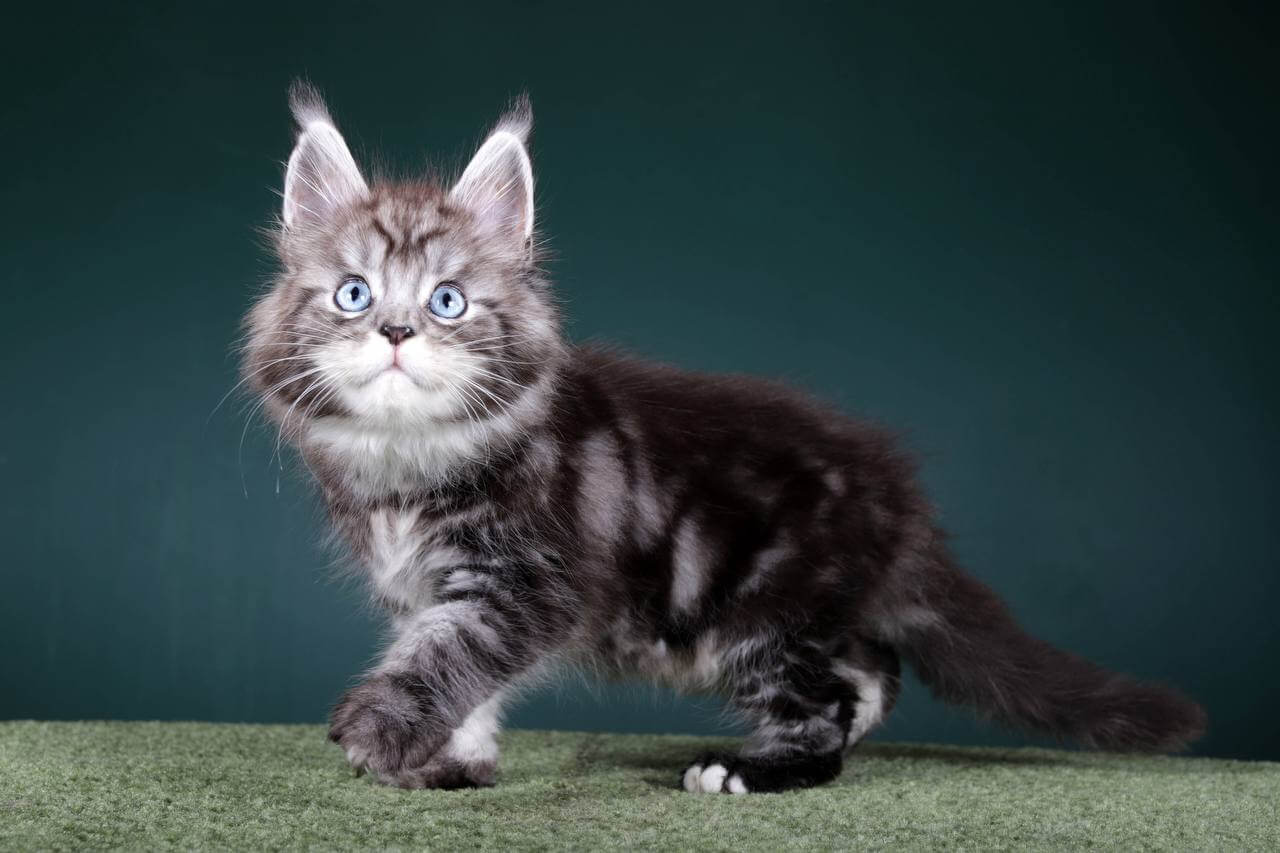 Diamond Maine Coon  Male (Available) $4950