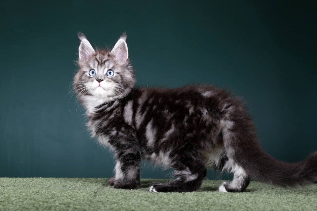 Diamond Maine Coon Male (Available) 50 - photo 1