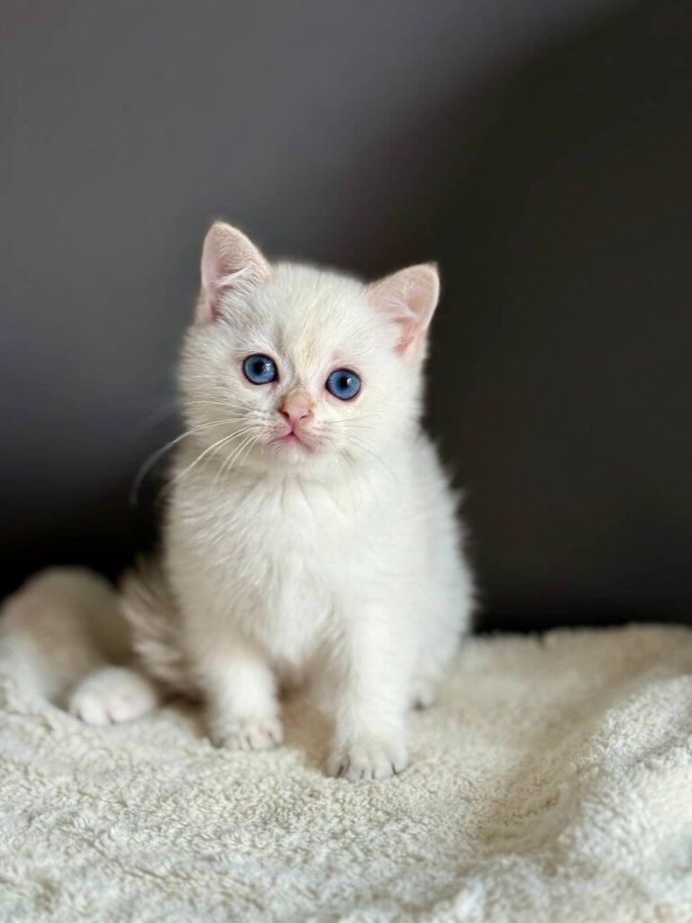 Lina Scottish Straight  Female (Available) $2350