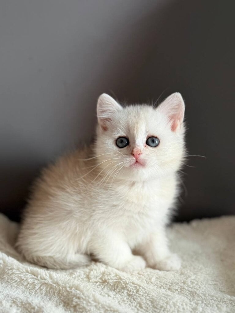 Lyna Scottish Straight  Female (Available) $2350