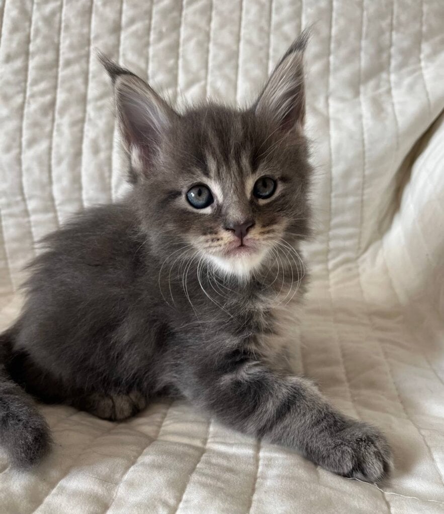 Hugo Maine Coon  Male (Available) $2900