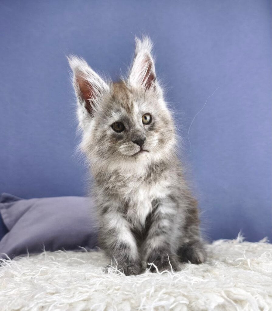 Master Maine Coon  Male (Available) $3550