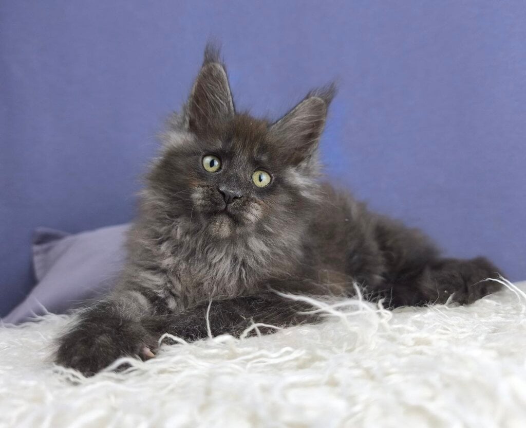 Lyubava Maine Coon  Female (Available) $3050