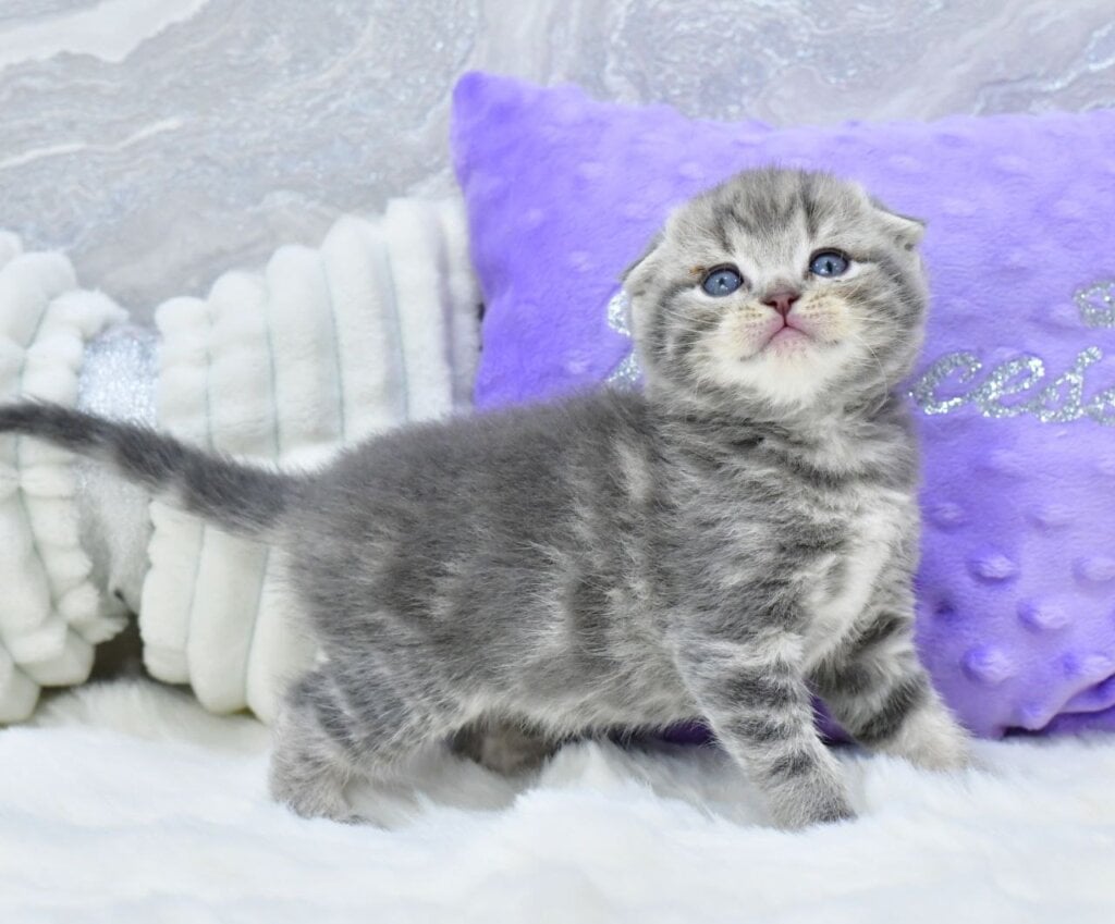 Gera Scottish Fold  Male (Available) $2700