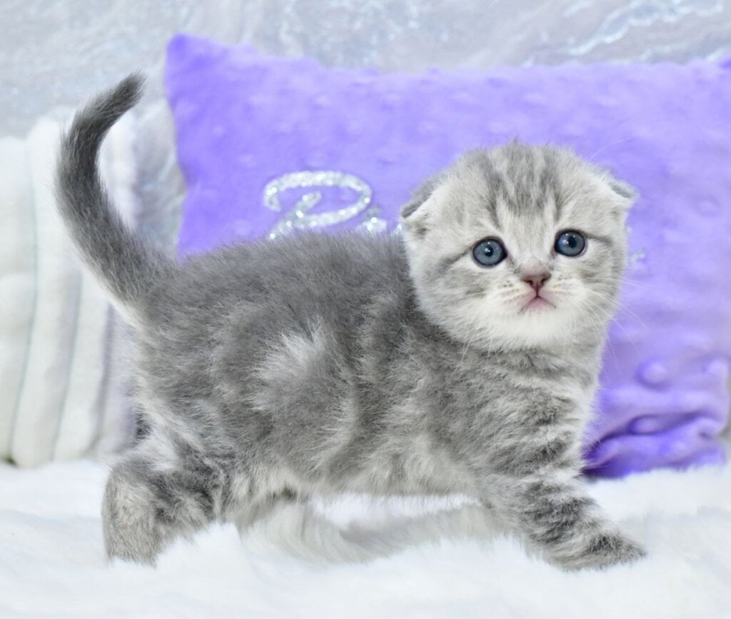 Germiona Scottish Fold  Female (Available) $2700