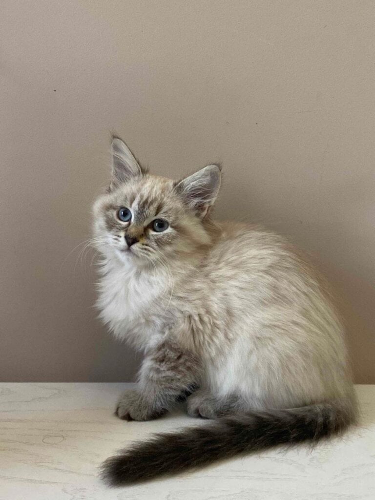 Aisha Siberian  Female (Available) $2850