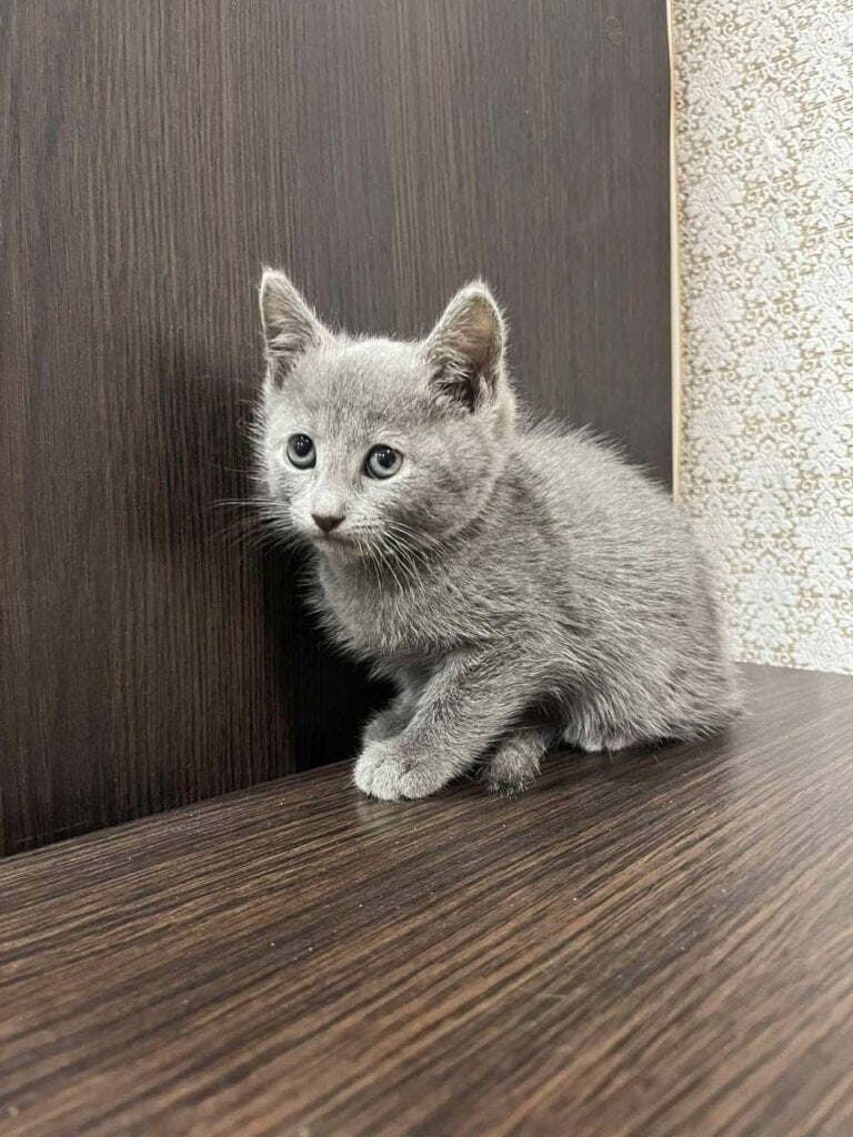 Oskar Russian Blue  Male (Available) $3000