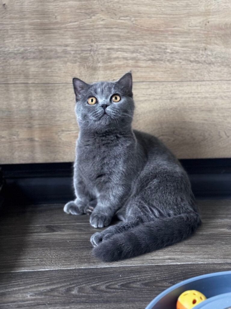Benny Munchkin Male (Available) $3300