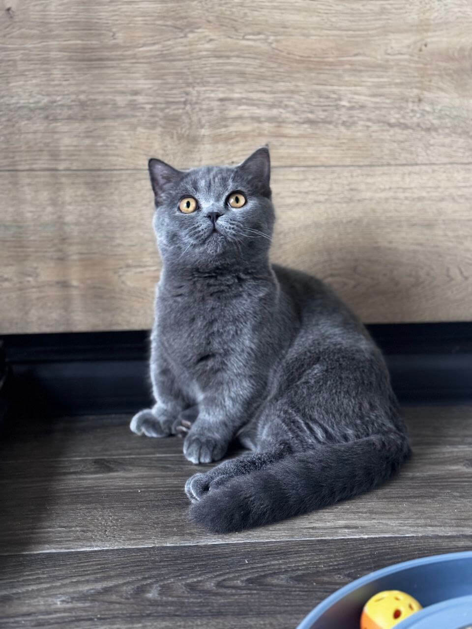 Benny Munchkin Male (Available) $3300