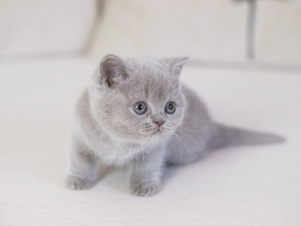 Kaylee British Shorthair  Female (Available) $2700