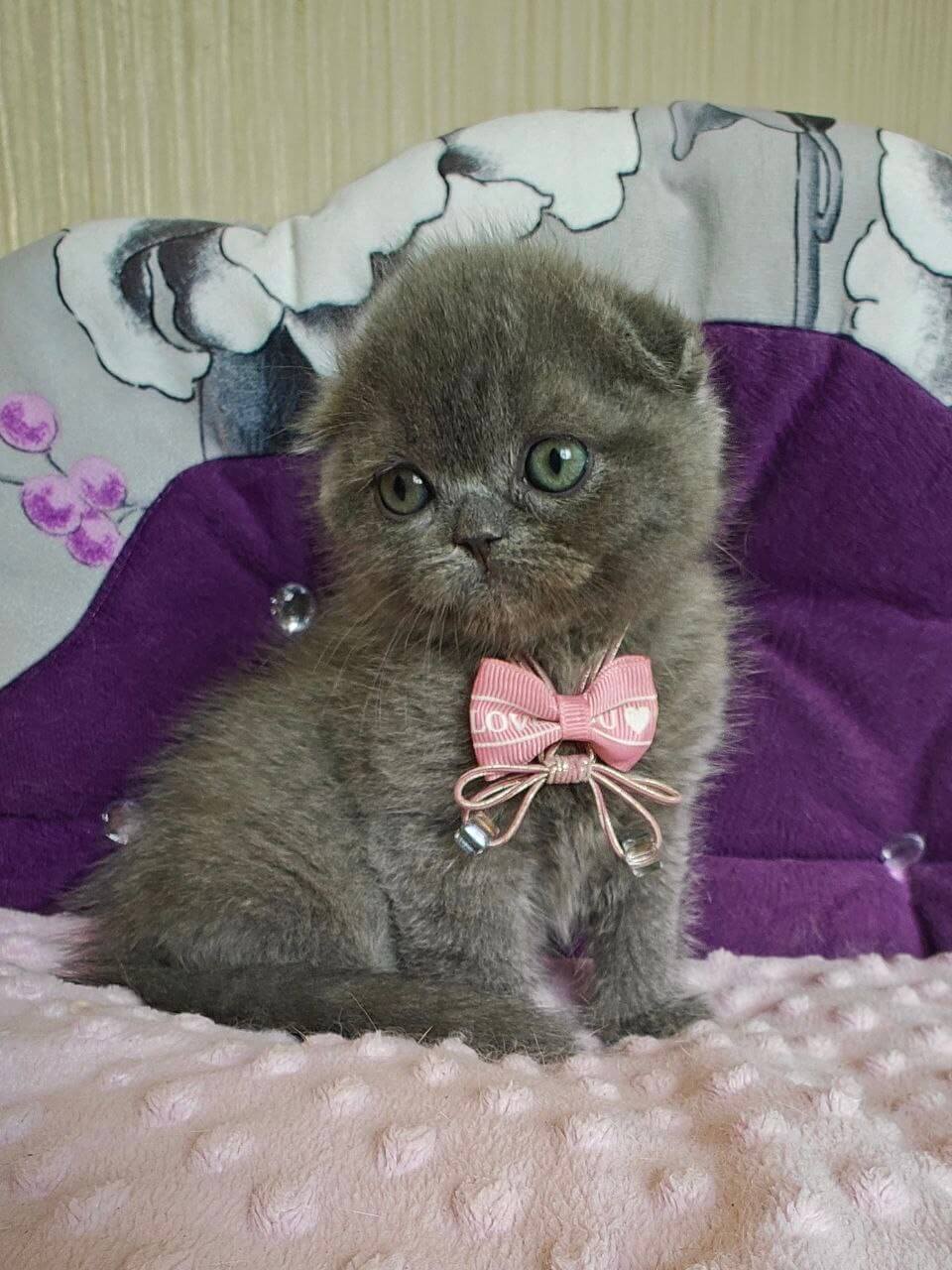 Uslada Scottish Fold  Female (Available) $2900