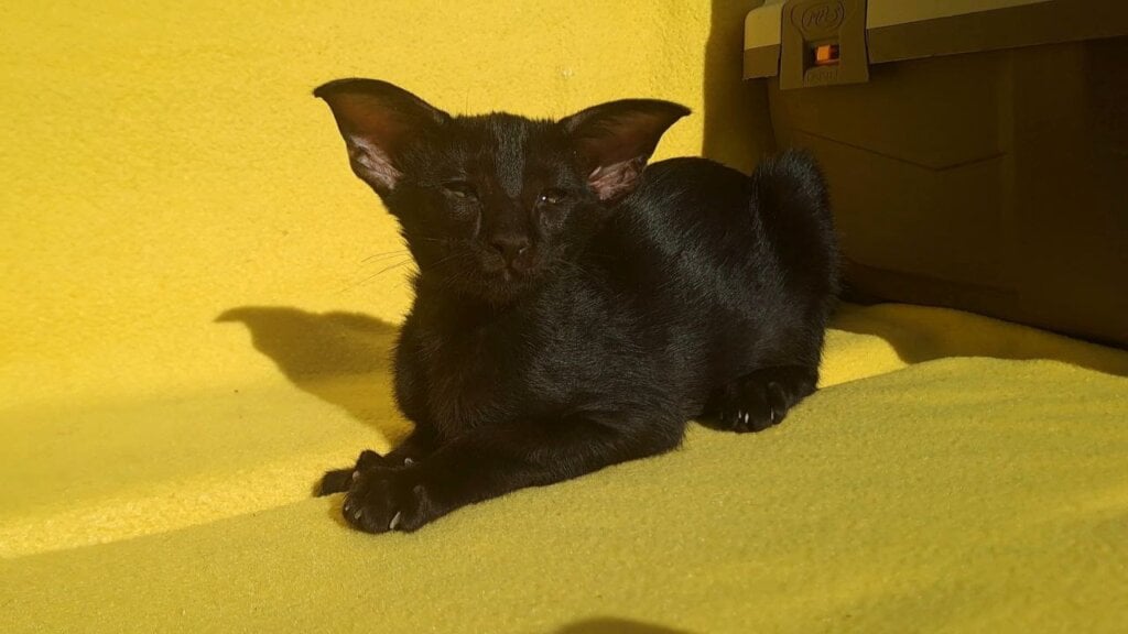 Ozzie Oriental *tail defect* Female (Available) 00 - photo 1