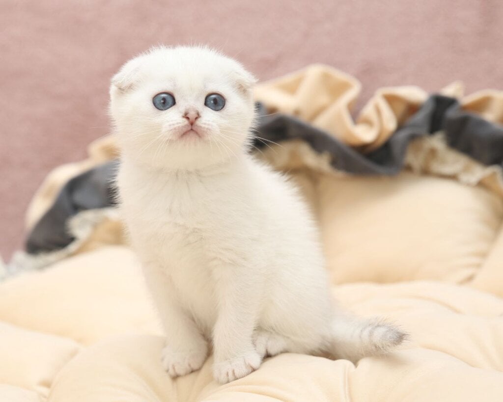 Hassi Scottish Fold  Female (Available) $2900