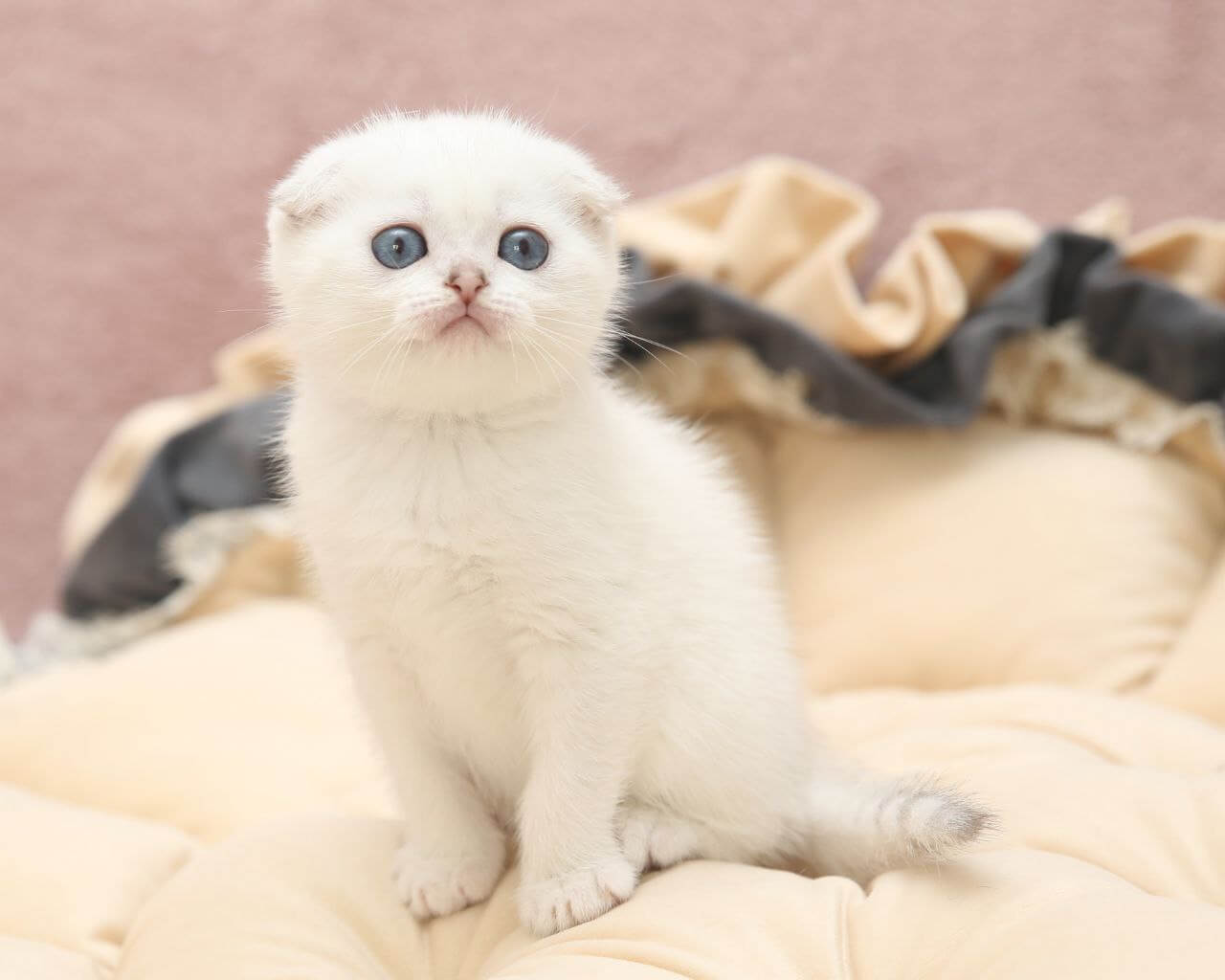 Hassi Scottish Fold  Female (Available) $2900