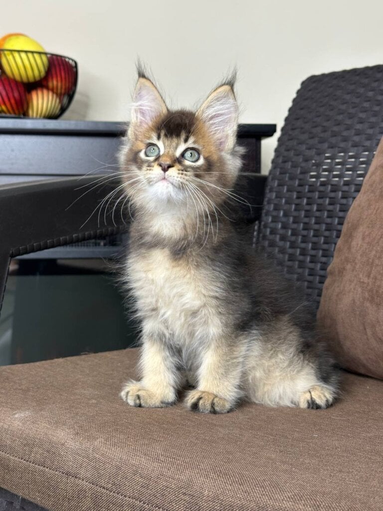 Volt Maine Coon  Male (Available) $3100