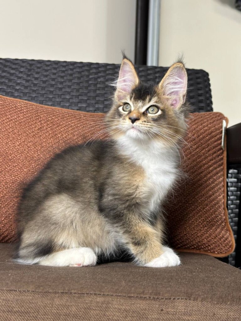 Vassabi Maine Coon  Male (Available) $3200