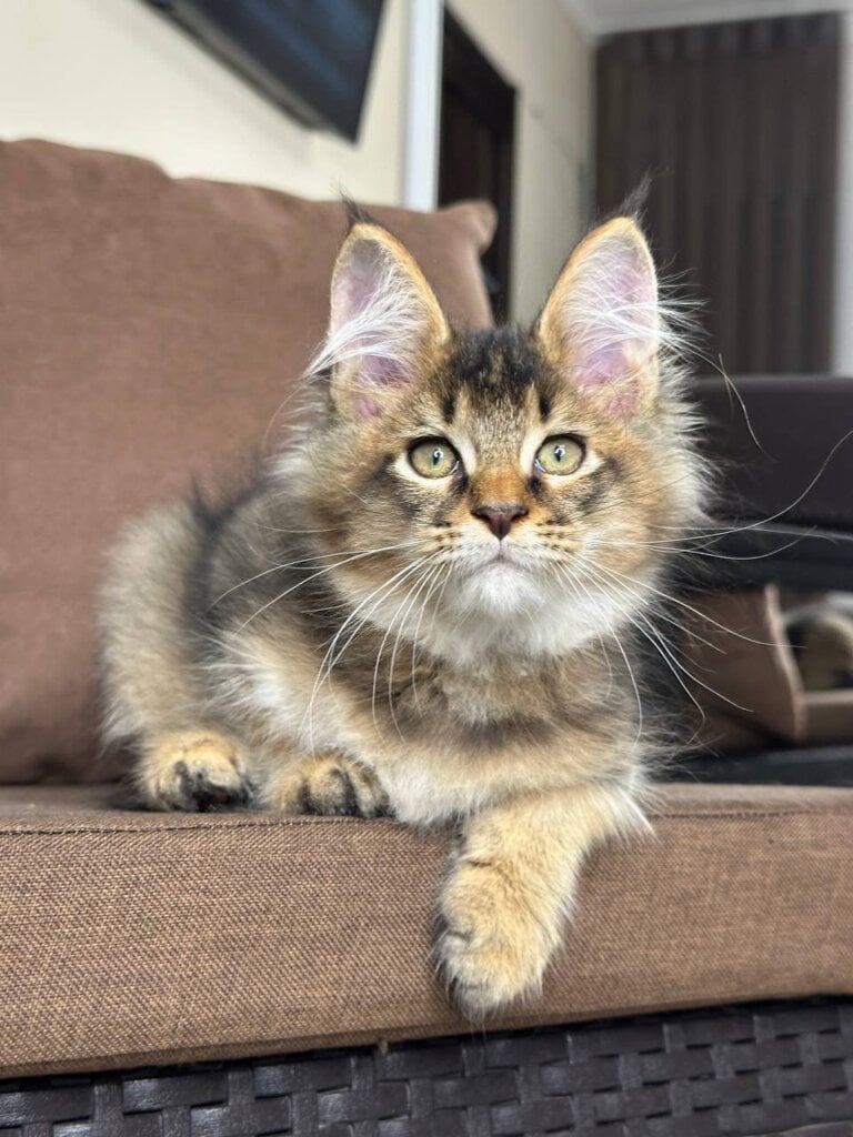 Vorchut Maine Coon Male (Available) $3200