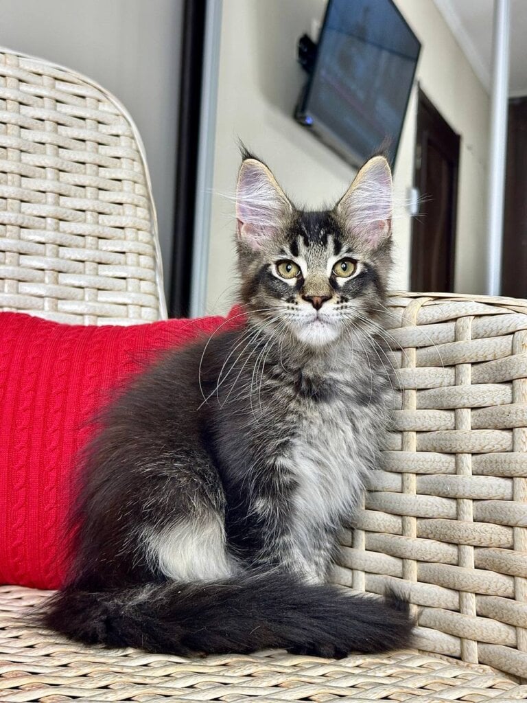 Poseidon Maine Coon  Male (Available) $2900