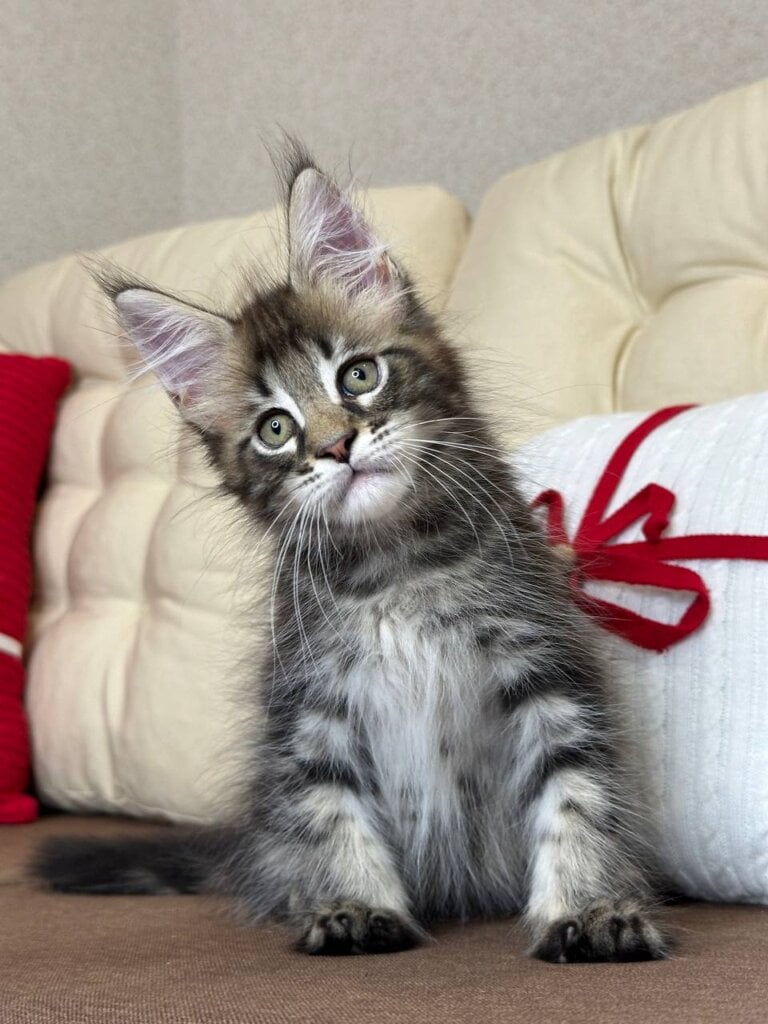 P’ Timon Maine Coon  Male (Available) $2900