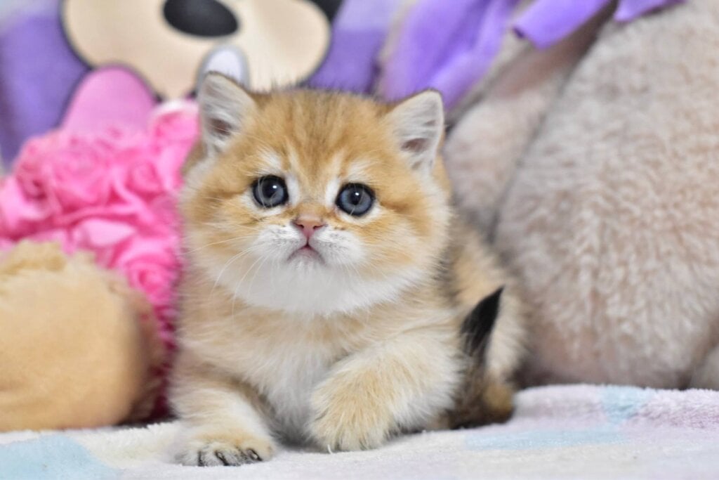 Beauty British Shorthair  Female (Available) $2750