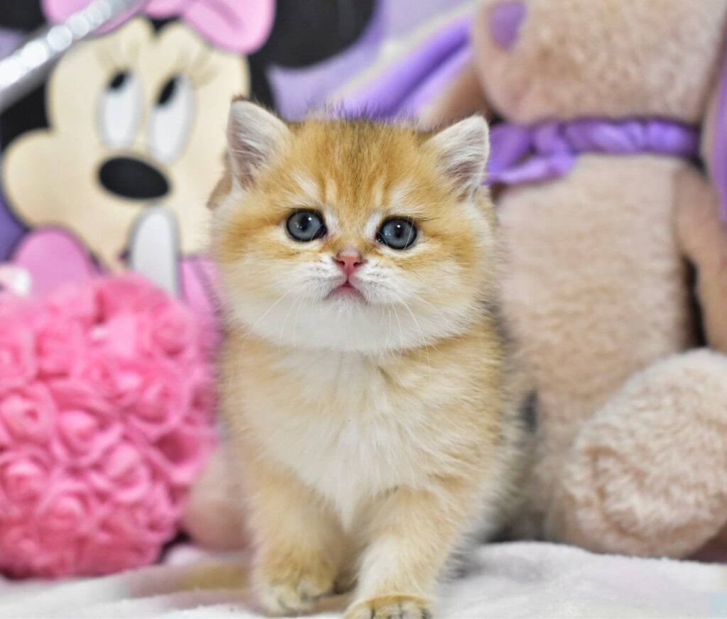 Bianka British Shorthair  Female (Available) $2750