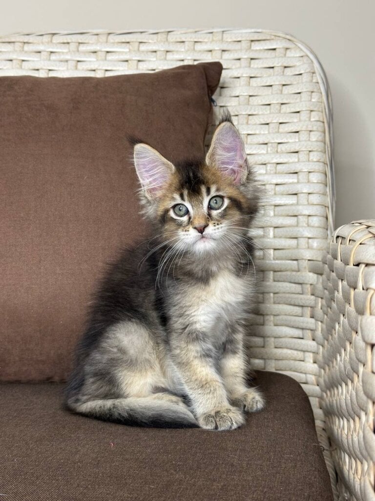 Shekspir Maine Coon Male (Available) $3000