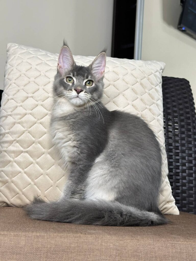 Ludovik Maine Coon  Male (Available) $3000