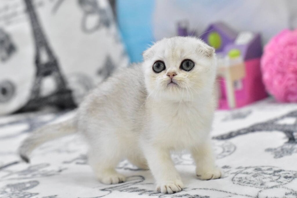 Alf Scottish Fold Male (Available) $2650