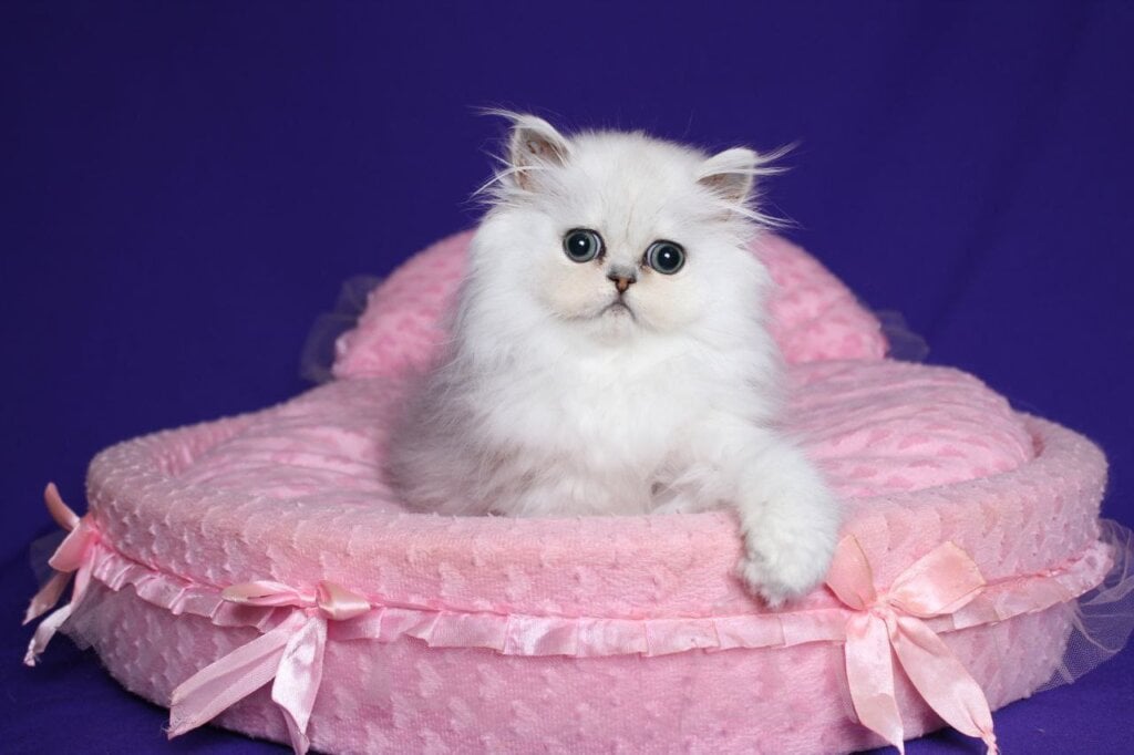 Barbi Persian Female (Available) $2700