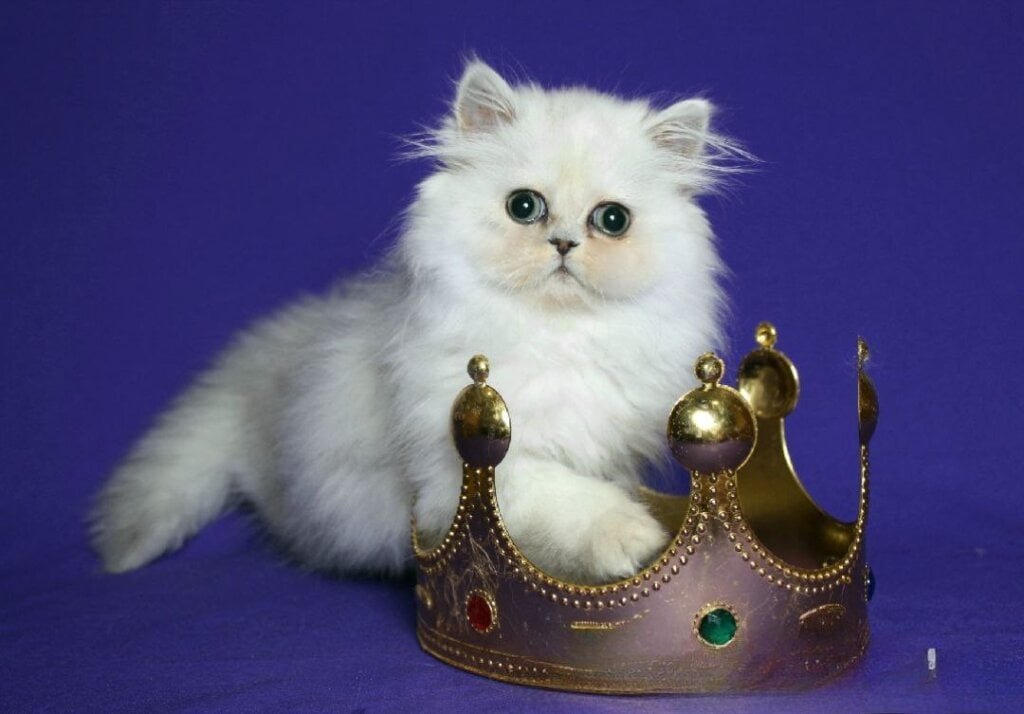 Bosya Persian Female (Available) $2700