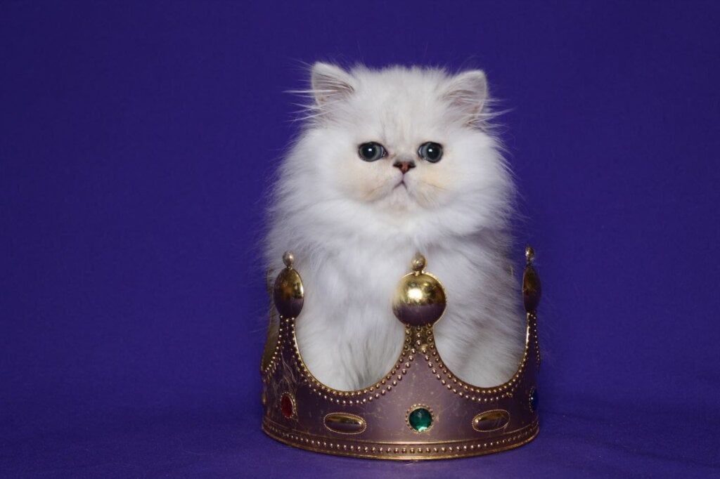 Bella Persian Female (Available) $2550