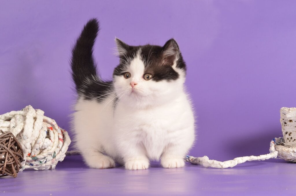 Rumba Munchkin Female (Available) $3400
