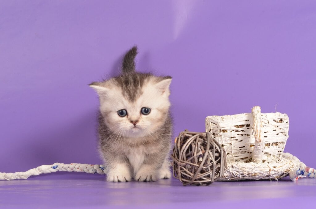 Vishnya Munchkin Female (Available) $3700