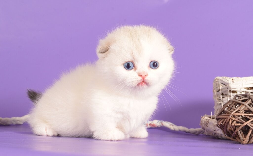 Vanilla Munchkin  Female (Available) $4200